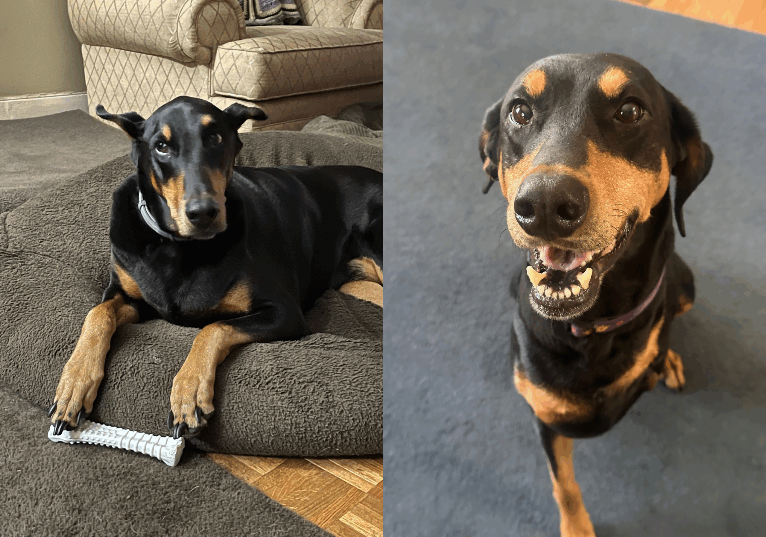 Hunter and Princess - Focused Ultrasound Foundation