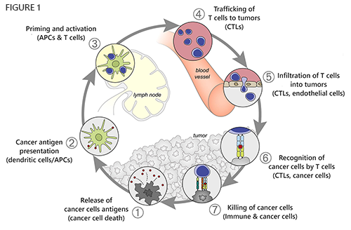Cancer Immunity Cycle Figure 1