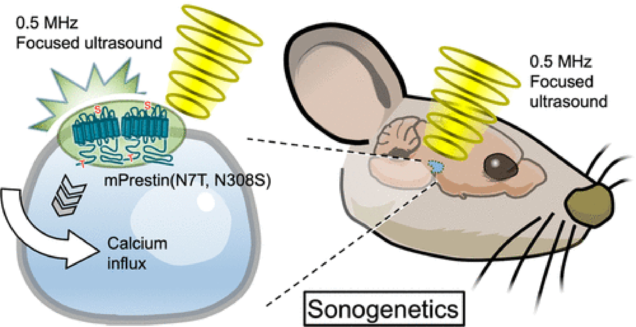 Research illustration mice taiwan sonogenetics