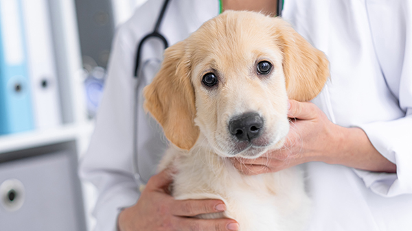 stock dog veterinary medicine sm